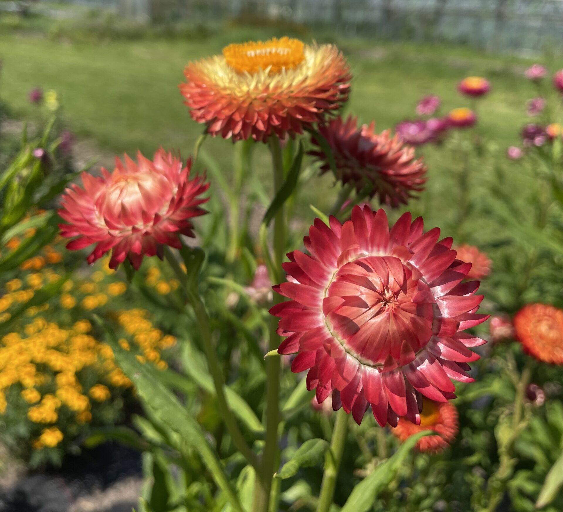 Fördermitglied Dannwisch e.V. 1 Strohblumen