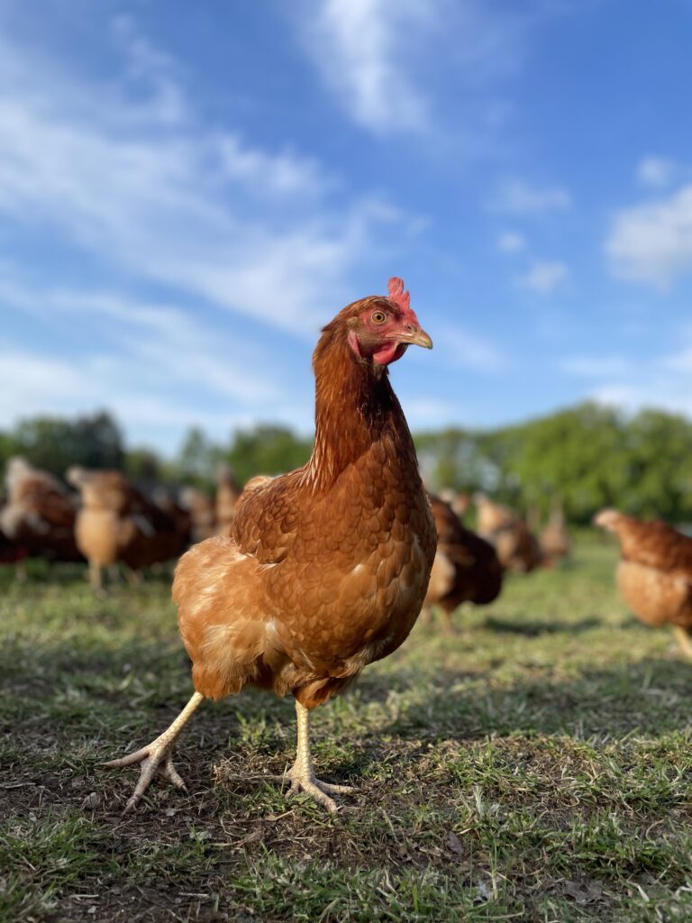 Stellenangebote 3 ein braunes Huhn