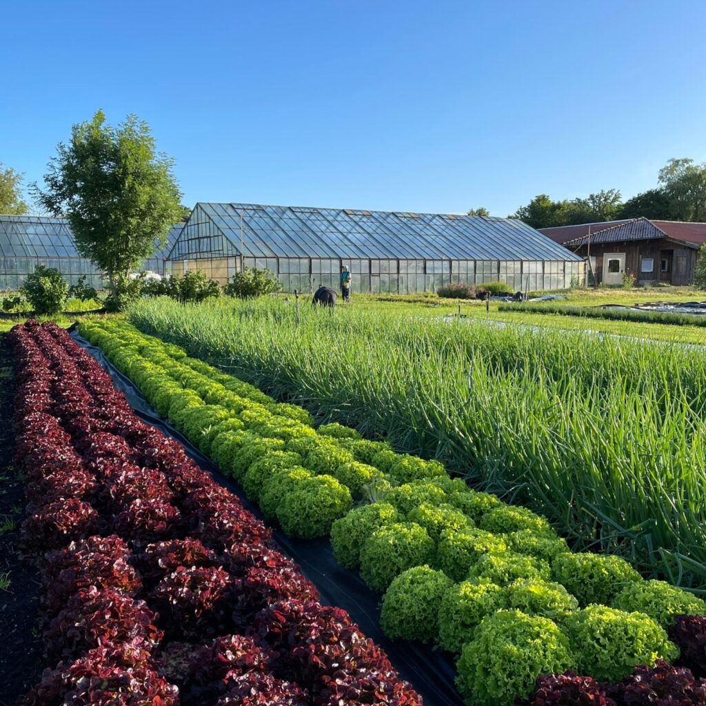 Freilandflächen in der Gärtnerei auf Hof Dannwisch, auf denen Salat und Frühlingszwiebeln wachsen
