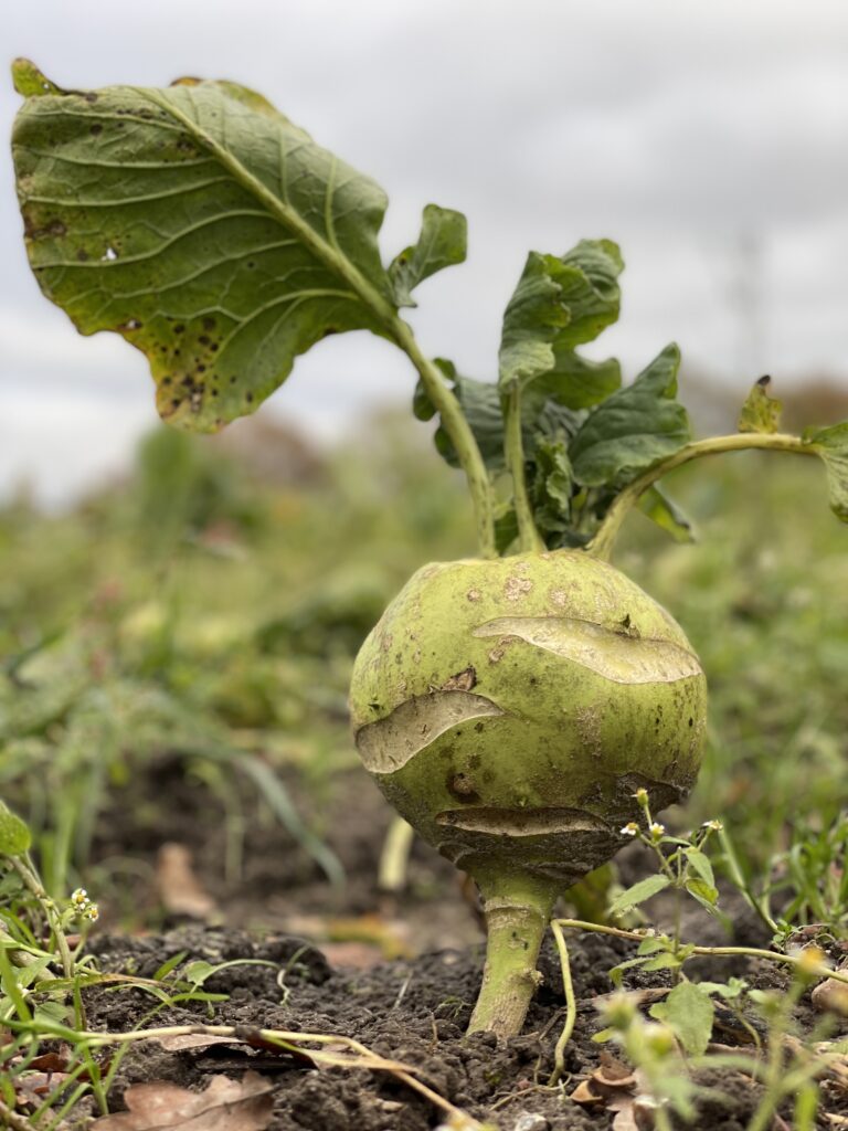 ein Kohlrabi Superschmelz auf dem Feld