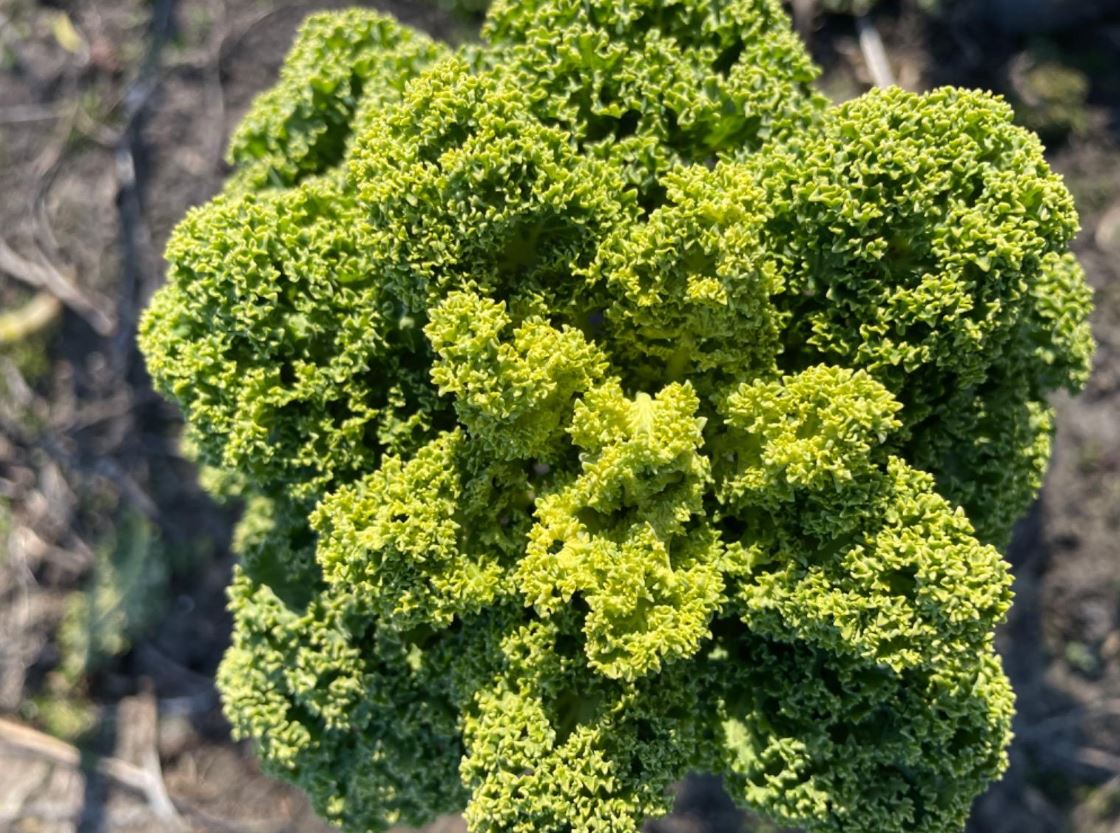 im Sonnenlicht leuchtender Grünkohl auf dem Feld