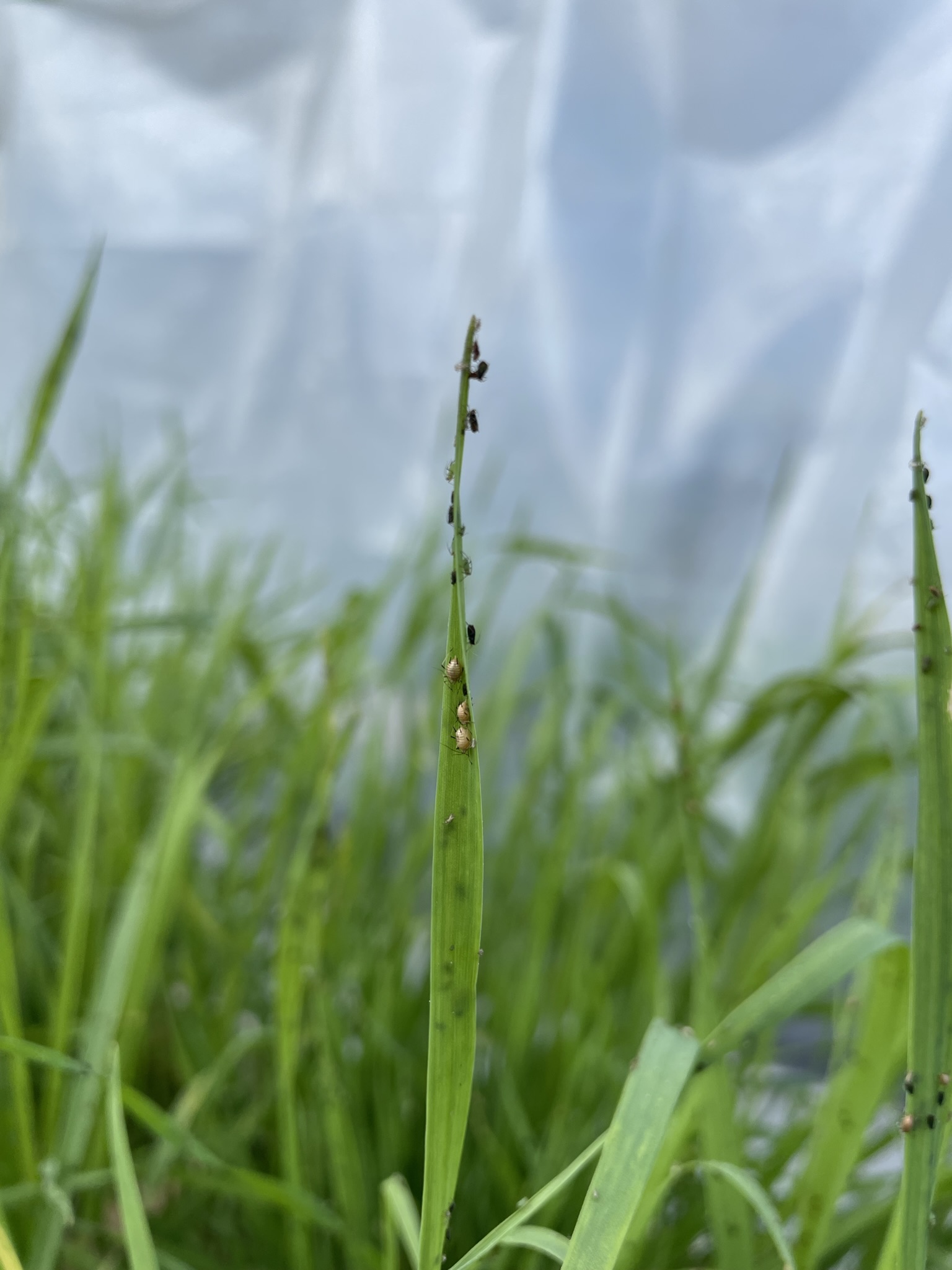 Solawi - Erntebrief KW 19 4 ein Weizenblatt mit schwarzen und hellen Blattläusen, die bereits von einer Schlupfwespe parasitiert wurden
