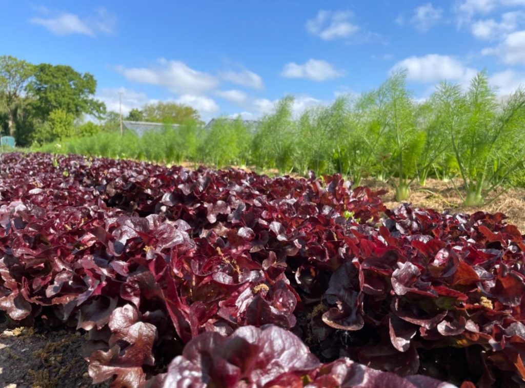 Salate im Freiland