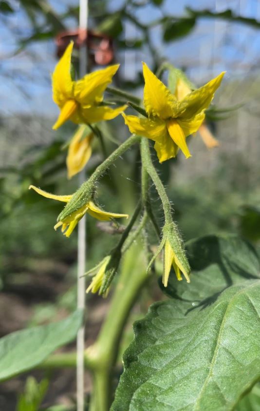 Solawi - Erntebrief KW 20 2 blühende Tomatenpflanze