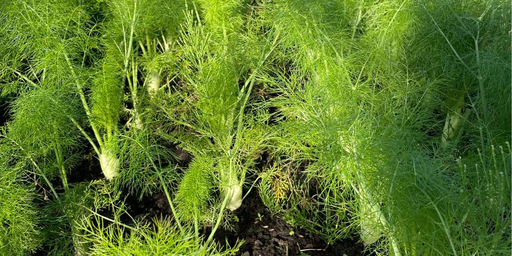 Fenchel im Gewächshaus