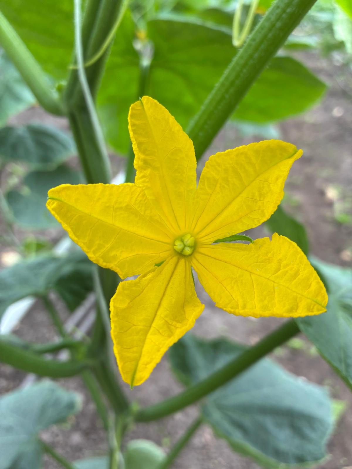 Solawi-Erntebrief KW 24 3 Blüte einer Gurke