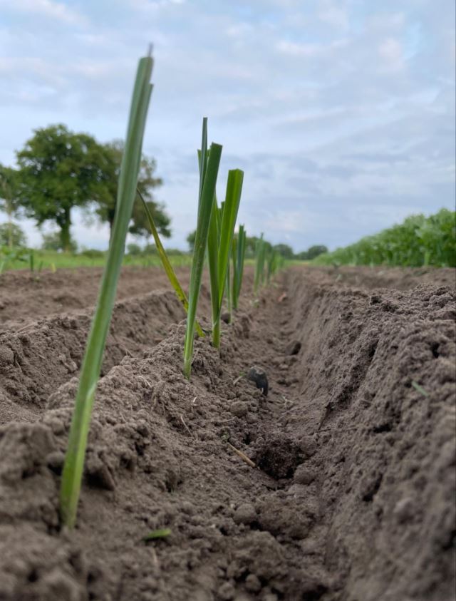 Solidarische Landwirtschaft 10 junger Porree