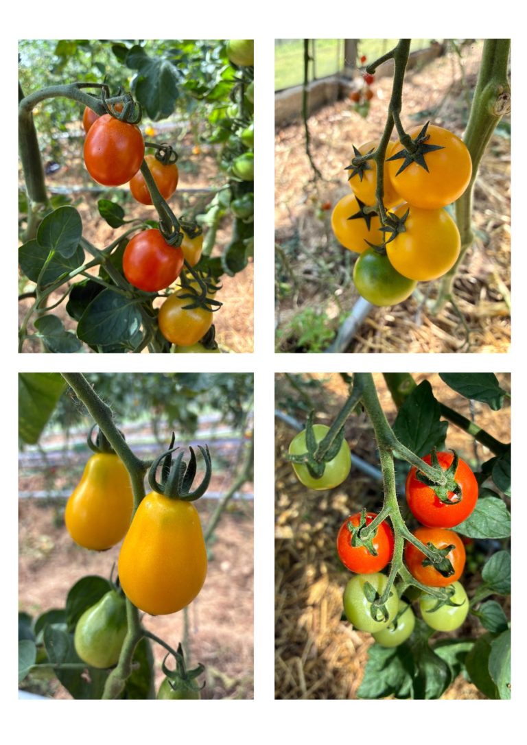 Cherrytomatenmix