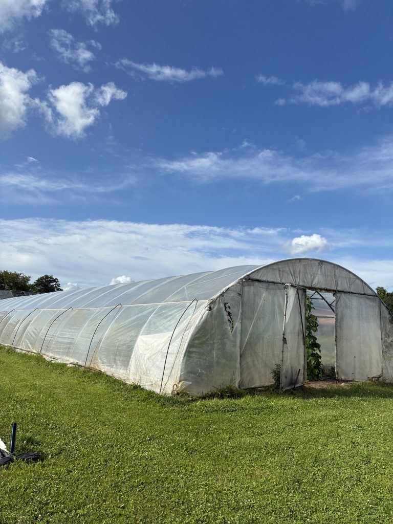 Solawi Erntebrief KW 29 1 Folientunnel sauber