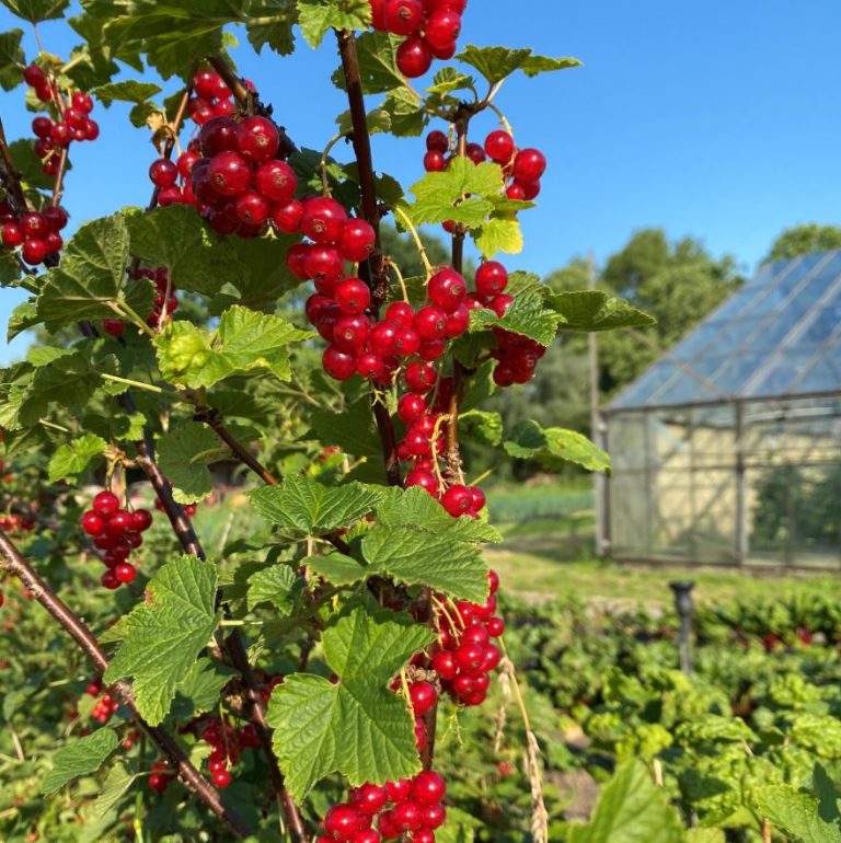 Johannisbeeren Gaertnerei