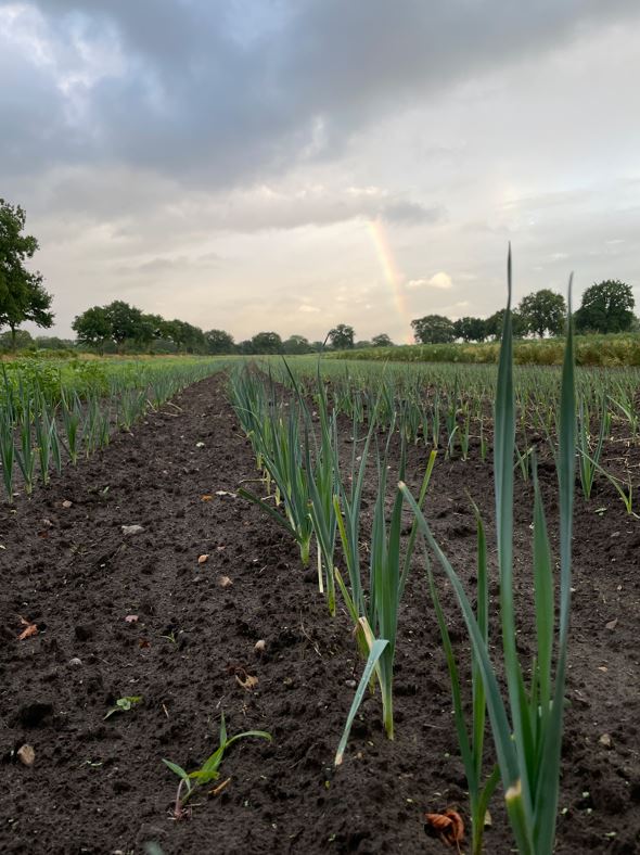 Erntebrief KW 28 2 Regenbogen Porree