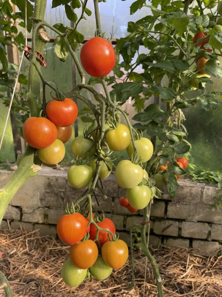 Tomaten