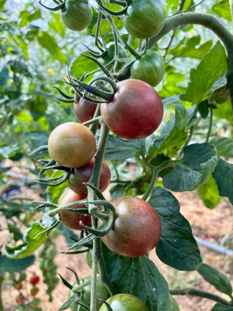 Solidarische Landwirtschaft 16 Tomaten Juli