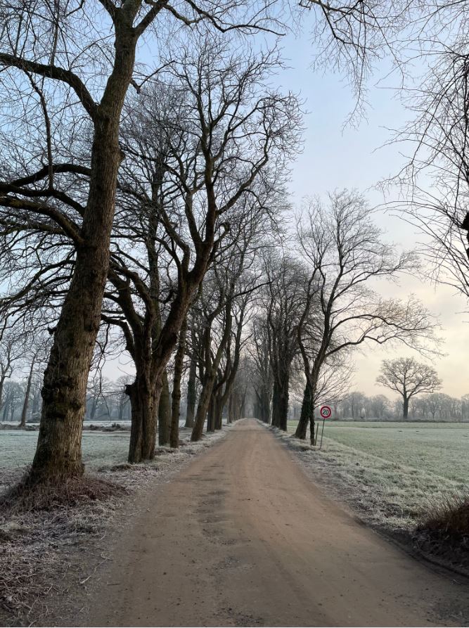 Allee im Winter