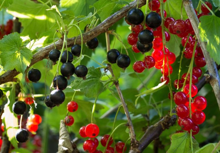 Johannisbeeren schwarz rot