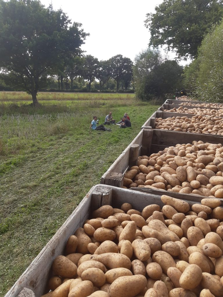 Solawi Erntebrief KW 35 1 Kartoffelernte