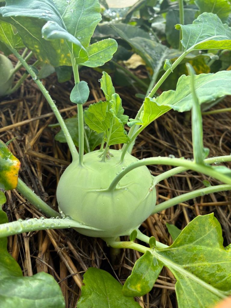Kohlrabi August25