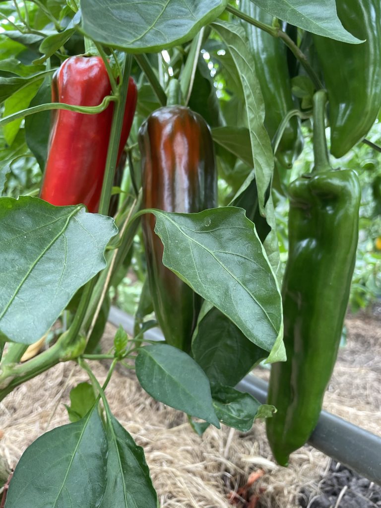 Spitzpaprika