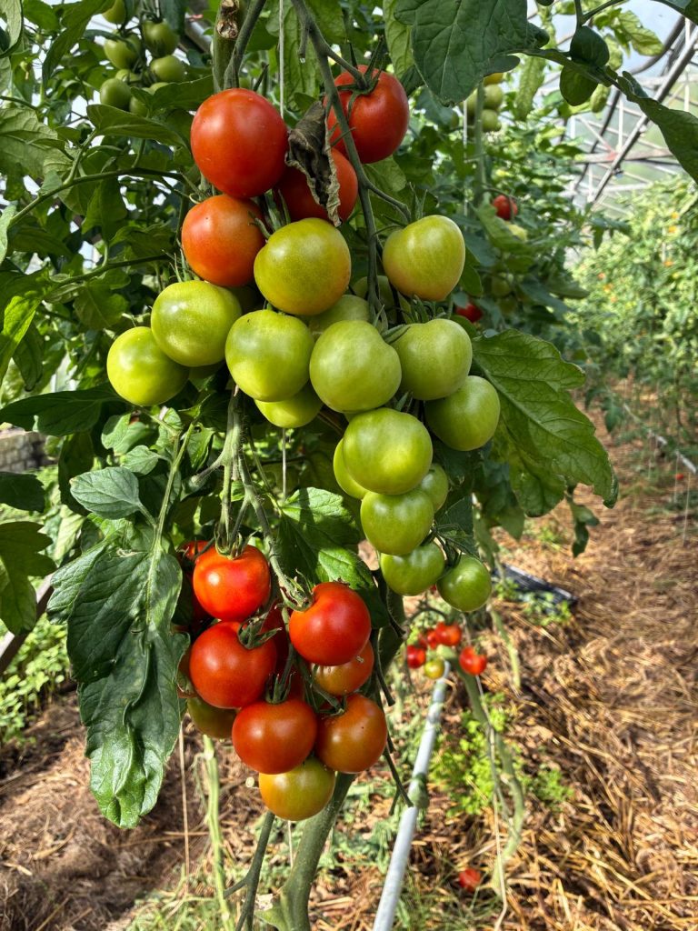 Tomaten Devotion