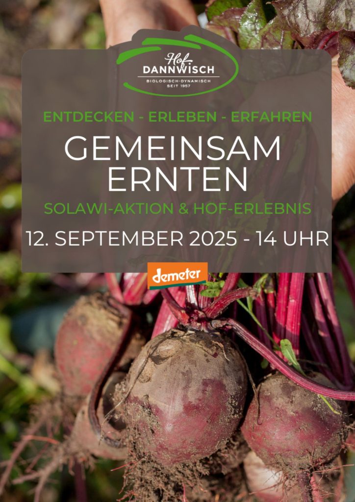 Gemeinsame Ernte 1 12.09. Solawi Aktion