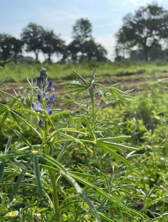 Solawi Erntebrief KW 42 3 Gruenduengung Lupine