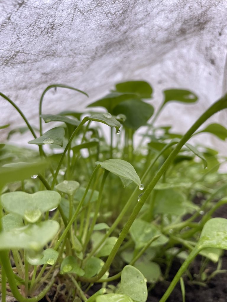 Solawi Erntebrief KW 44 1 Postelein