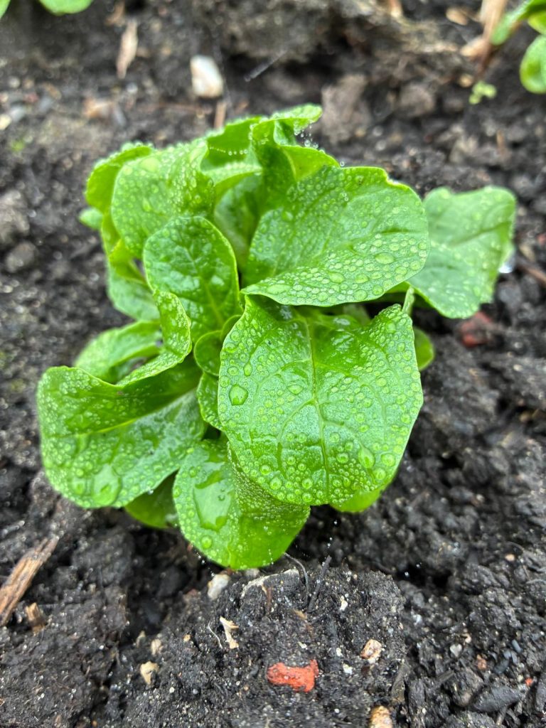 Feldsalat im Freiland