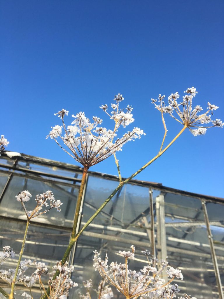 Frost in der Gaertnerei