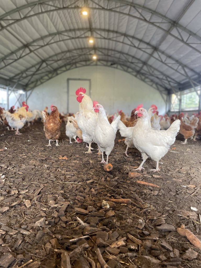 Huehner Wintergarten