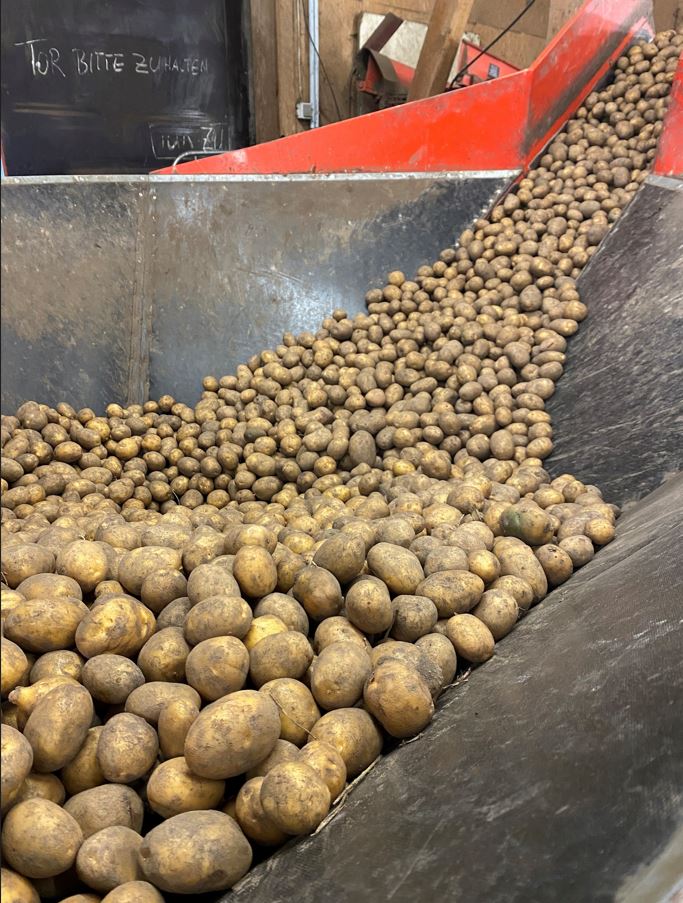 Kartoffeln Sortierhalle