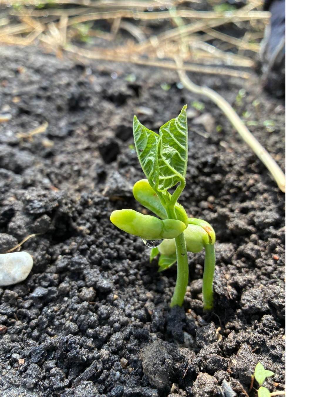 Pflanzaktion in der Gärtnerei 1 Pflanzaktion in der Gaernterei