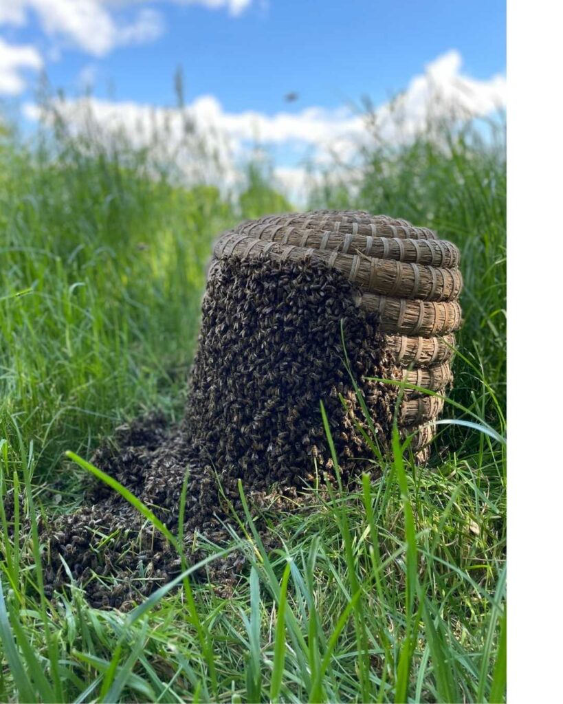 Unsere Bienen ein Rundgang