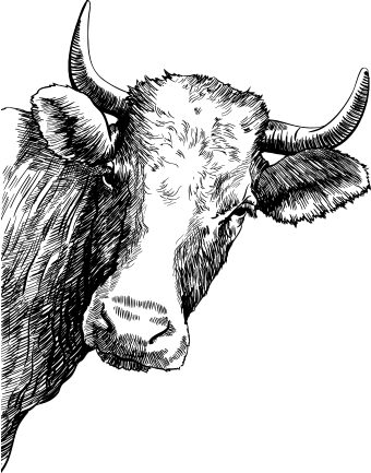 Kuhkopf e1773049565619