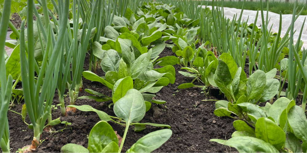 Startseite 9 Gemuesebeet Gewaechshaus