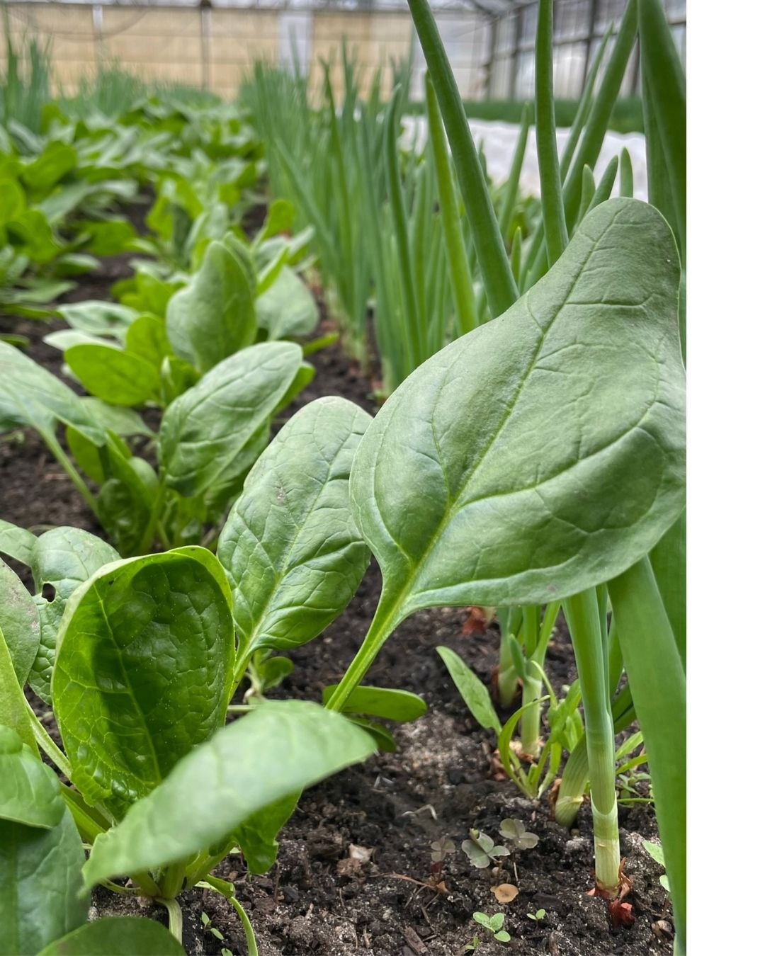 Workshop in der Gärtnerei: Garten- und Anbauplanung 1 Gemuesebeet