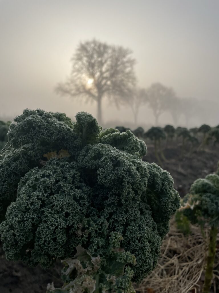 Gruenkohl Morgen im Maerz