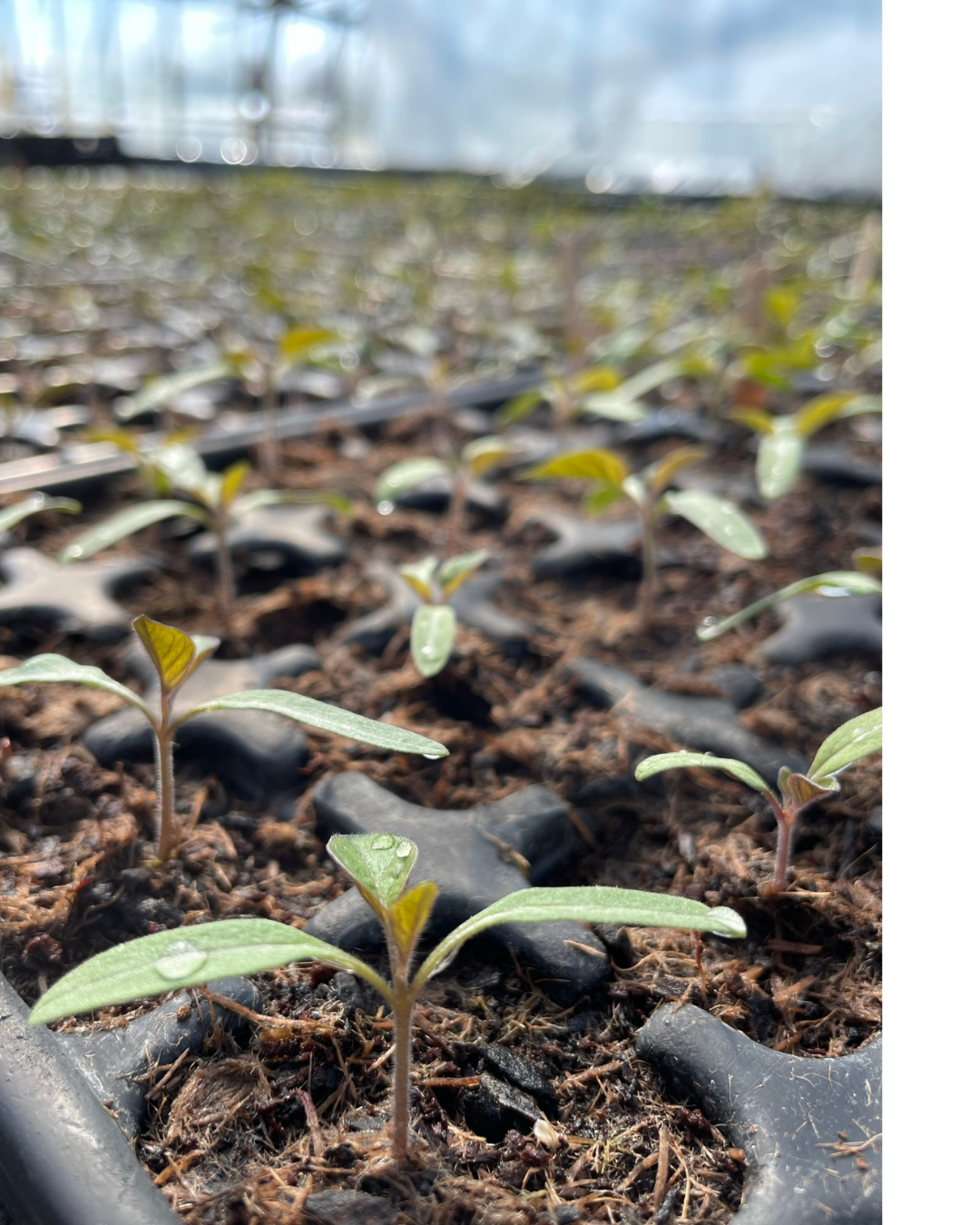 Workshop in der Gärtnerei: säen, pflanzen, freuen 1 Saeen pikieren freuen