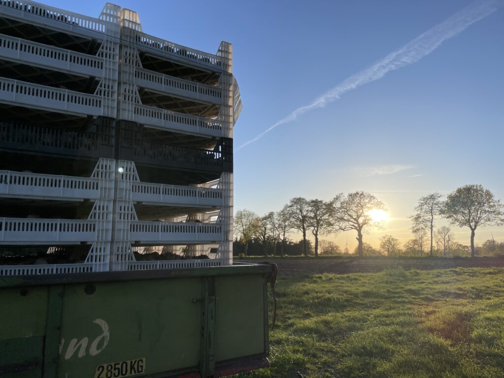Kartoffeln pflanzen am Abend