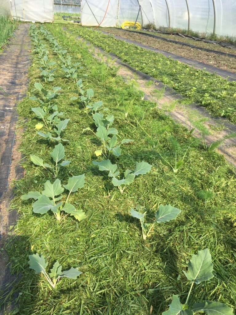 Kohlrabi gemulcht