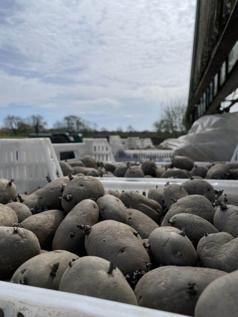 vorgekeimte Kartoffeln 2