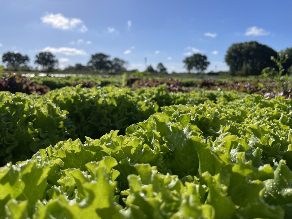 Salat