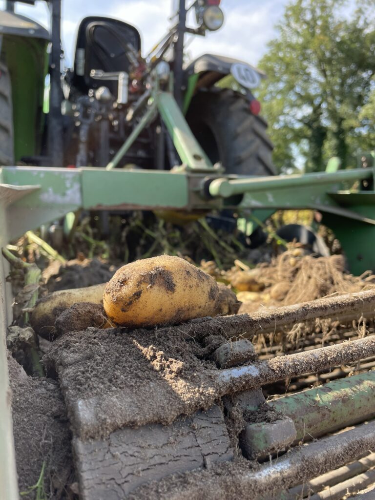 Fruehkartoffeln roden