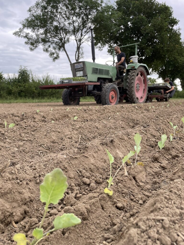 KW27 Kohlrabi pflanzen