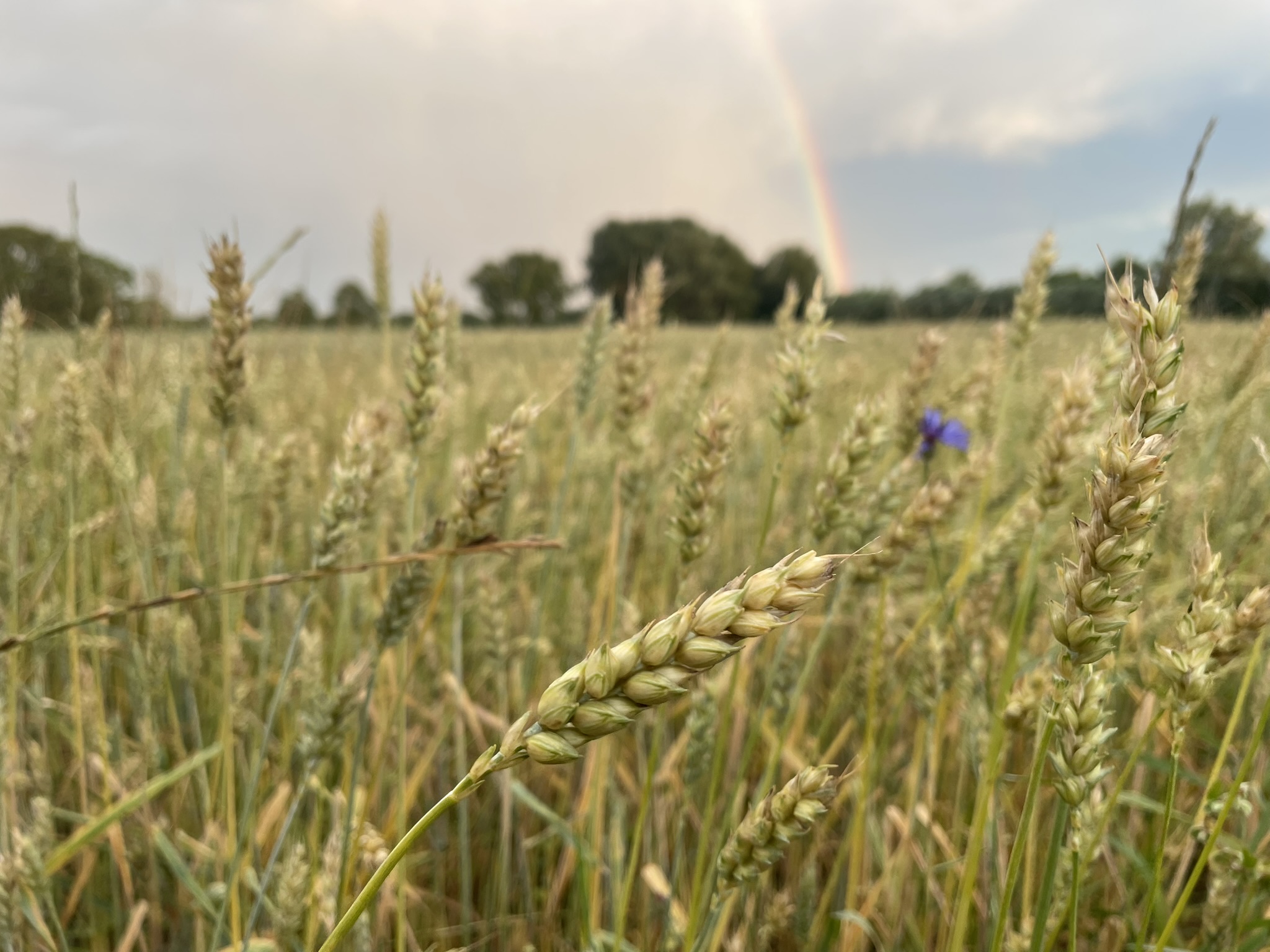 Regenbogen Getreide