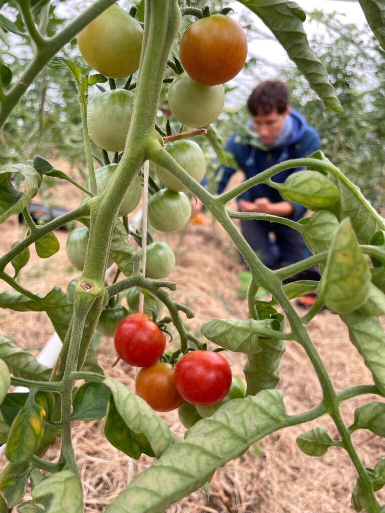 Tomatenernte KW 28