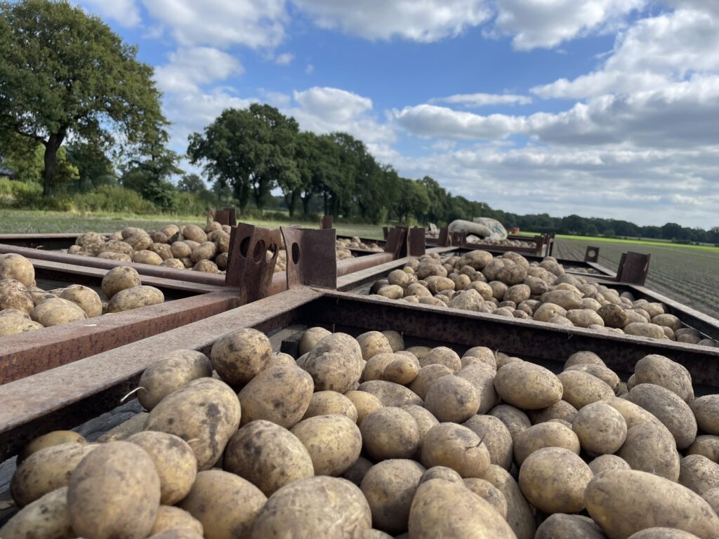 Startseite 15 Grosskisten Kartoffeln auf dem Feld