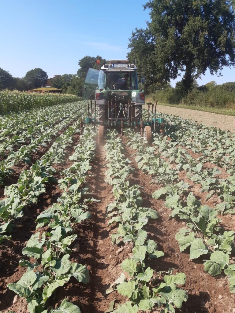 Haeufelpflug im Kohlrabi