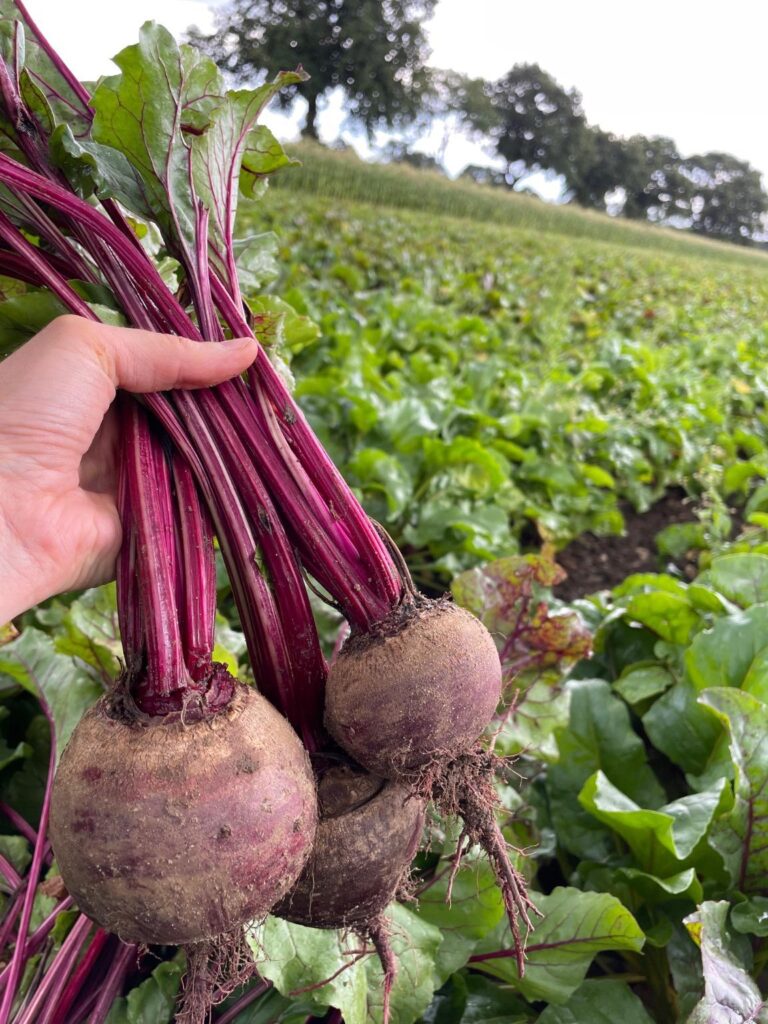 Rote Bete KW 34