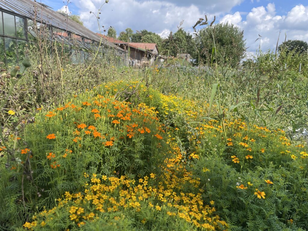 Blumen Gaertnerei