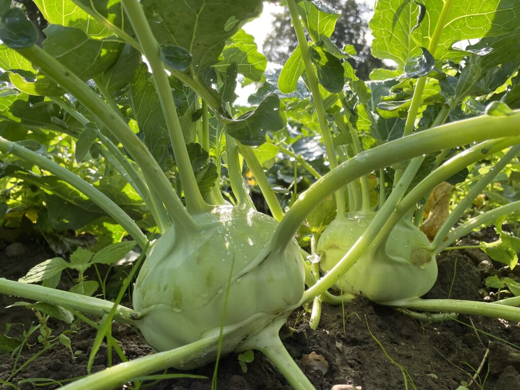 Kohlrabi Morgensonne